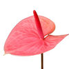 Anthurium Pink