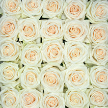 Cream Dazzler Long Stem Roses
