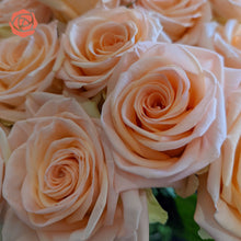 Cozy Peach Long Stem Roses
