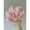 Bunny Tail Light Pink (20 Stems)