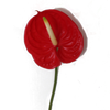 Red Anthurium