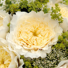 close up of Patience roses with Charming milky buds ruffle out into ivory sculpted cups of delicate, lace-like petals revealing a creamy colored centre with just a hint of pale, buttery yellow.
