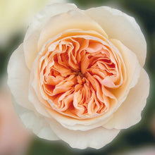 close up of a single juliet rose - Bouquet of Juliet roses with a distinctive full cupped rose with voluminous petals, that ombré beautifully from soft peach to warm apricot.
