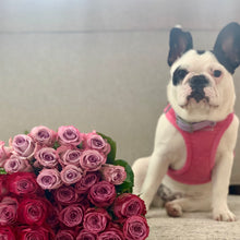 Bouquet vase on table of Magenta and Lavender Bi-Colored roses with a dog in the background
