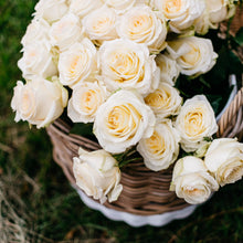 White Pure Long Stem Roses
