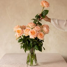 Cozy Peach Long Stem Roses
