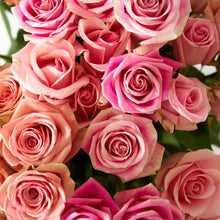 close up of pink bi colored roses with ruffled edges and light pink cream tones with darker pink on the outer petals 
