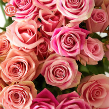 close up pink bi colored roses with ruffled edges and light pink cream tones with darker pink on the outer petals 
