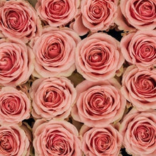 close up of pink bi colored roses with ruffled edges and light pink cream tones with darker pink on the outer petals 
