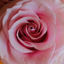 close up of a single Pink passion rose with buds filled with a full flower of gentle, powdery pink petals
