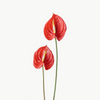 Red Anthurium