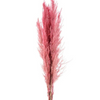 Pampas Grass Pink